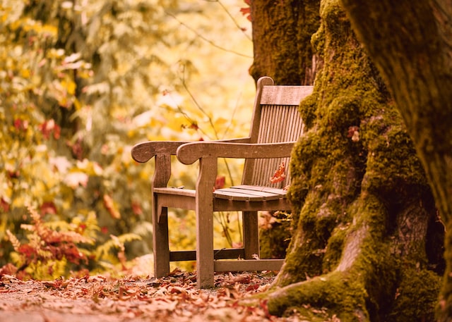 photo of a bench next to a moss covered tree in a park