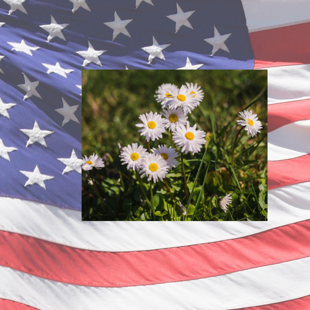 A picture of daisys over a flag