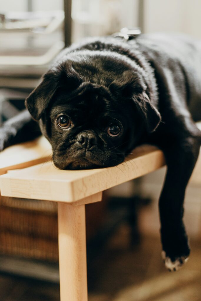 picture of a bored black bull dog laying on a chair by Pricilla de Prez - Unsplash