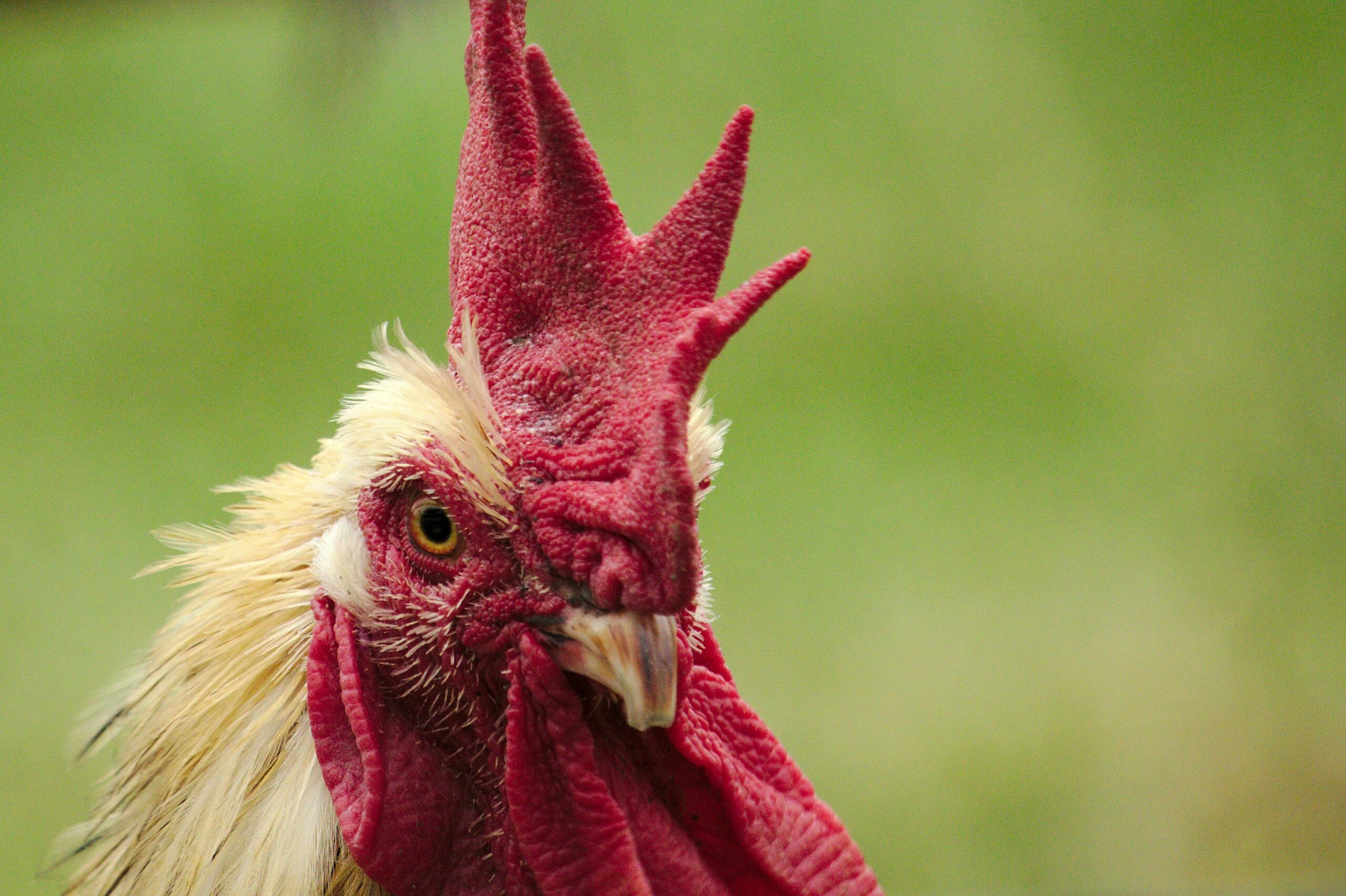 A Rooster sparks reflection about interrupting others in conversations.