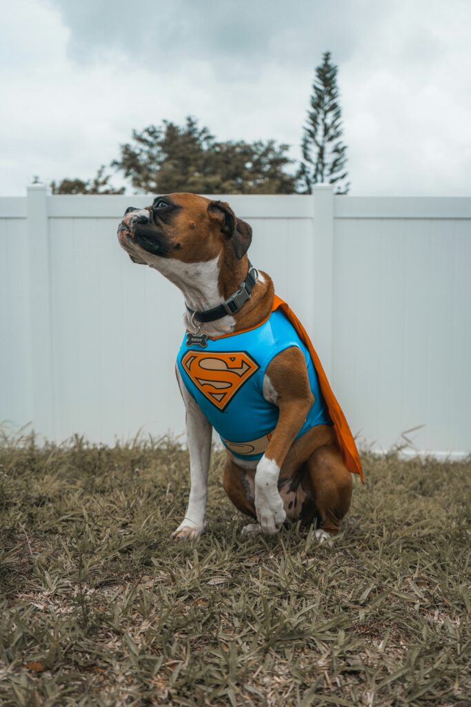 Superman dog